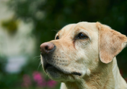 Dit moet je weten over de Labrador