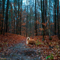 Zijn eikels en kastanjes giftig voor je hond tijdens een boswandeling in het najaar?