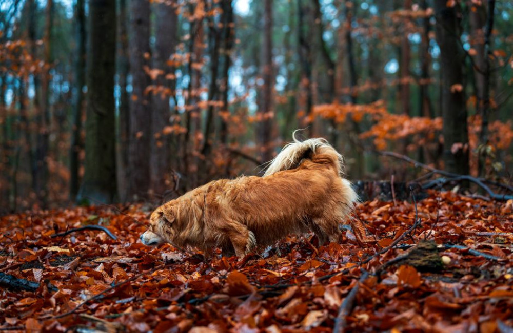 Tot welke temperatuur zijn teken actief en moet je je hond in oktober nog beschermen?