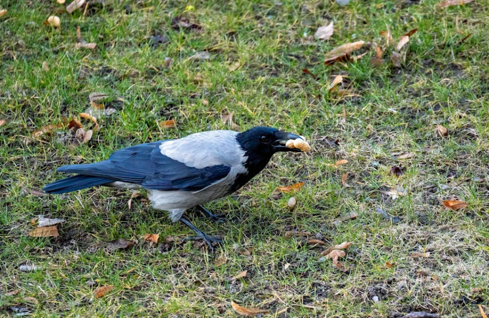 Wat is het vreemdste zoogdier ter wereld? Maak kennis met het vogelbekdier