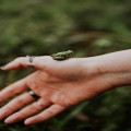 Wat is de axolotl en waarom blijft dit dier altijd jong?