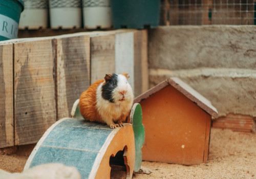 Hoeveel hooi en groente heeft een cavia van 1 kilo per dag nodig in de winter?
