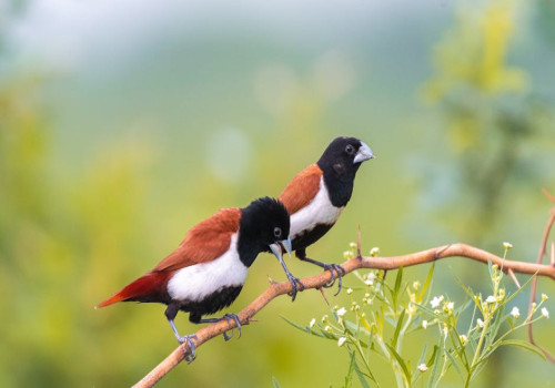 Waarom eet mijn hond poep en wat kan ik daartegen doen