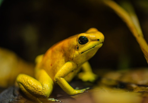 Waarom de axolotl nooit volwassen wordt: een bijzonder dier uitgelegd