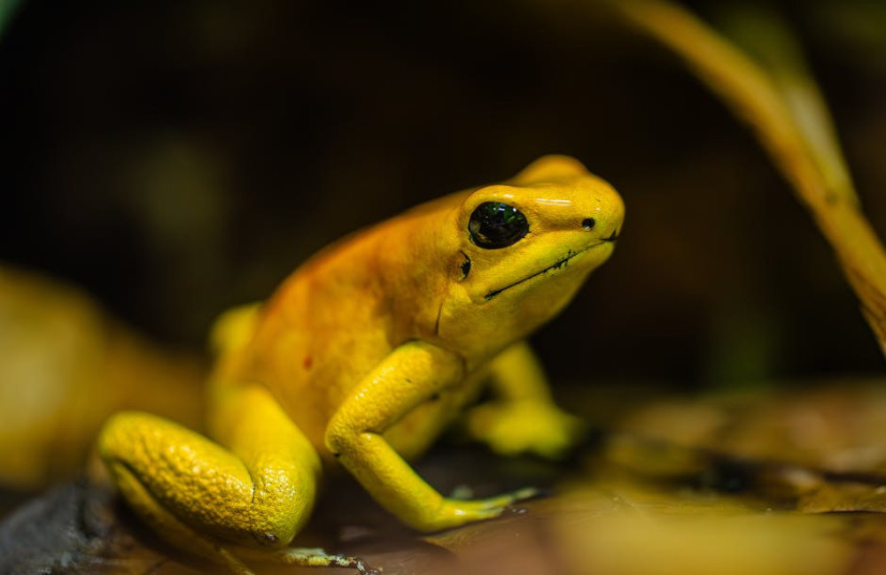 Waarom de axolotl nooit volwassen wordt: een bijzonder dier uitgelegd
