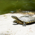 Waarom de axolotl nooit volwassen wordt: uitleg over neotenie bij dieren