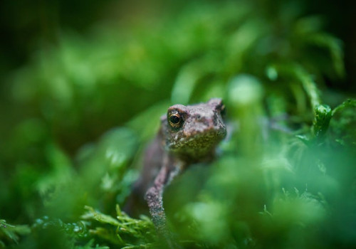 Waarom de axolotl een van de meest unieke diersoorten ter wereld is