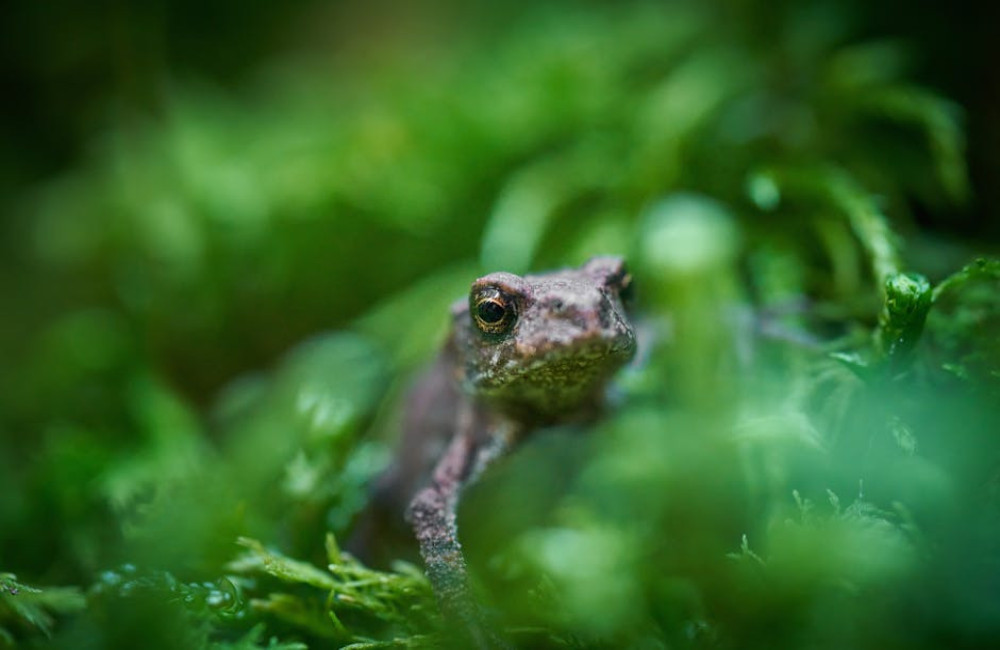 Waarom de axolotl een van de meest unieke diersoorten ter wereld is