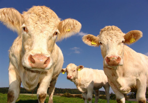 Duurzame en innovatieve agrarische oplossingen voor de moderne veehouder