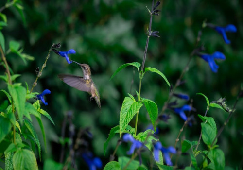 Is Salvia giftig voor planten?