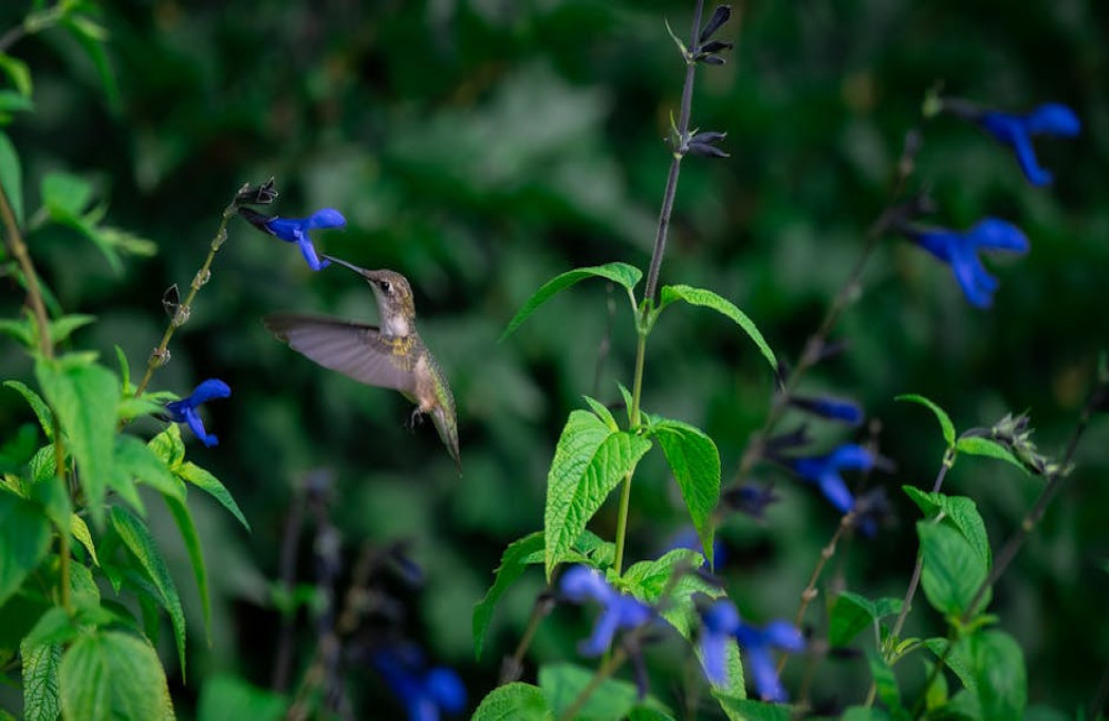 Is Salvia giftig voor planten?