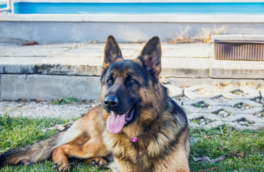 Een handige gids voor het trainen van een Duitse herder