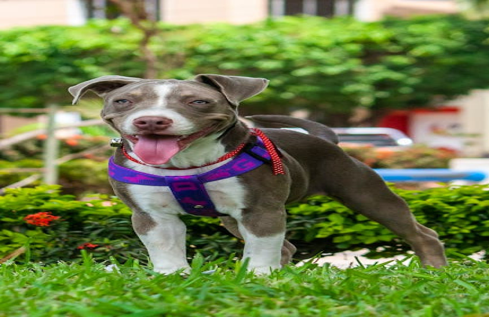 Hoe leer ik mijn kat aan de riem te lopen zonder stress?