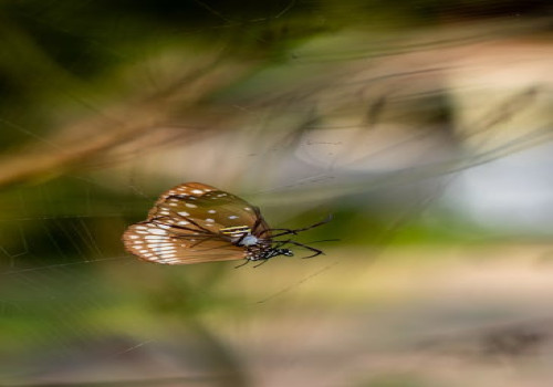 Waarom miauwet mijn kat alleen 's nachts bij de slaapkamerdeur?