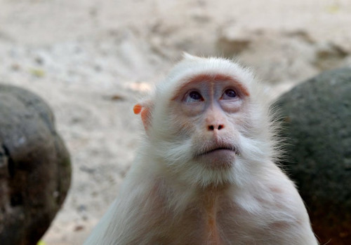 Waarom eet mijn hond poep en wat kan ik ertegen doen