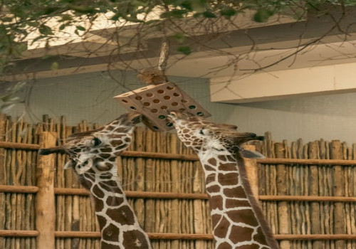 Waarom eet mijn hond poep en wat kan ik daartegen doen