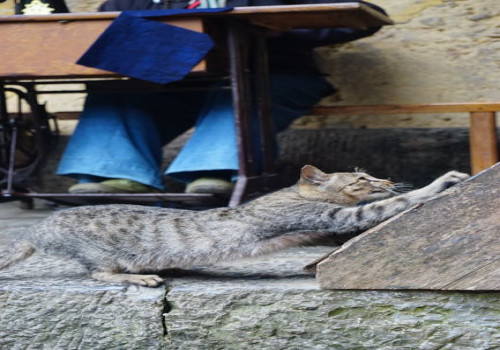 Waarom eet mijn hond poep en wat kan ik ertegen doen