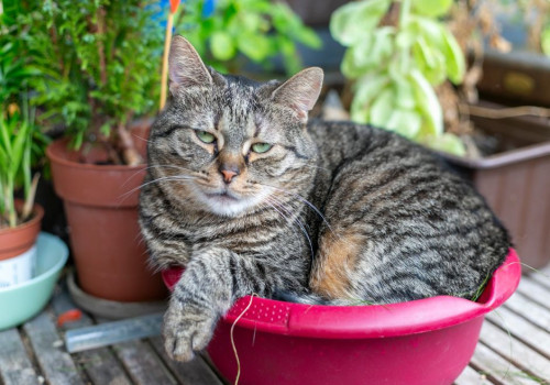 Salie giftig voor katten: hoe gevaarlijk is het echt?