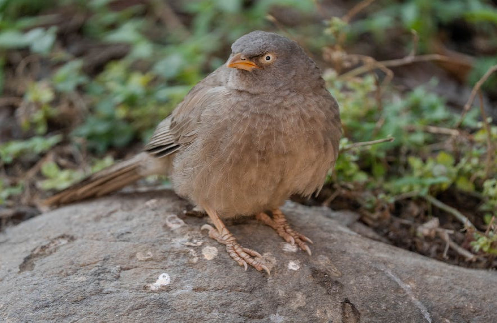 Waarom eet mijn hond poep en wat kan ik daartegen doen