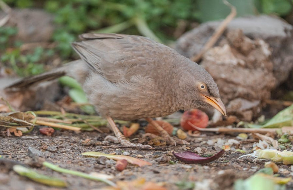 Waarom eet mijn kat plastic en is dat gevaarlijk
