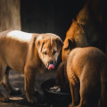 Hoeveel keer per dag moet je een puppy van 8 weken voeren?