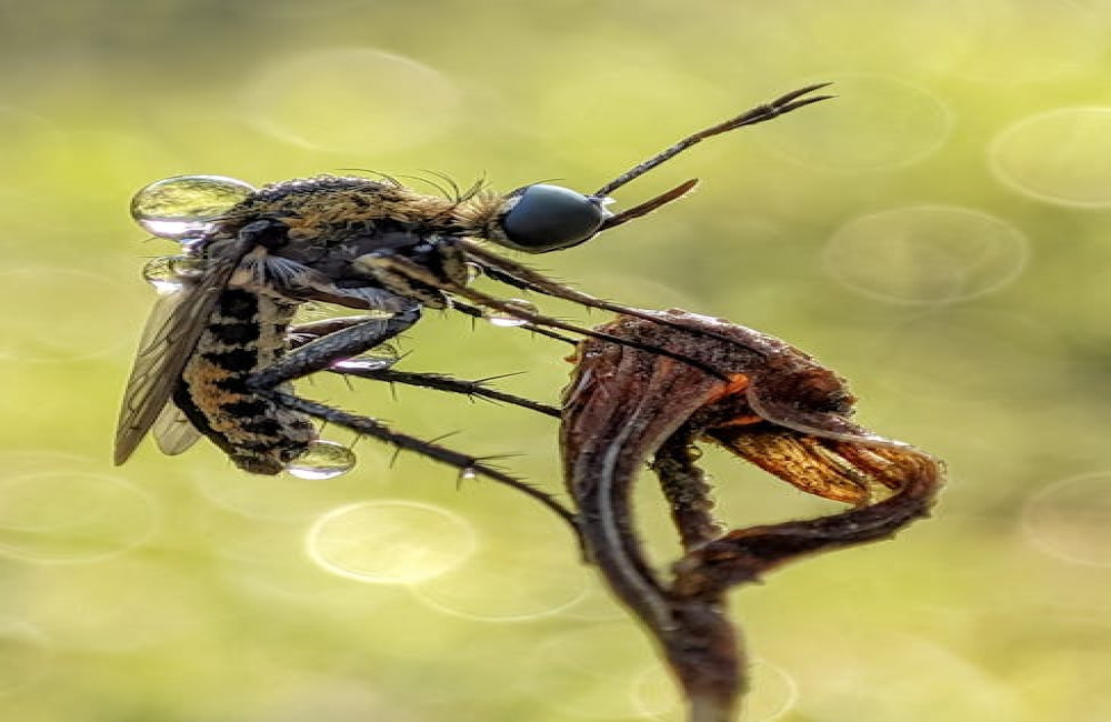 Waarom eet mijn hond poep en wat kan ik er veilig tegen doen