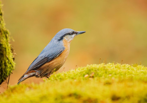 Waarom eet mijn hond poep en wat kan ik ertegen doen