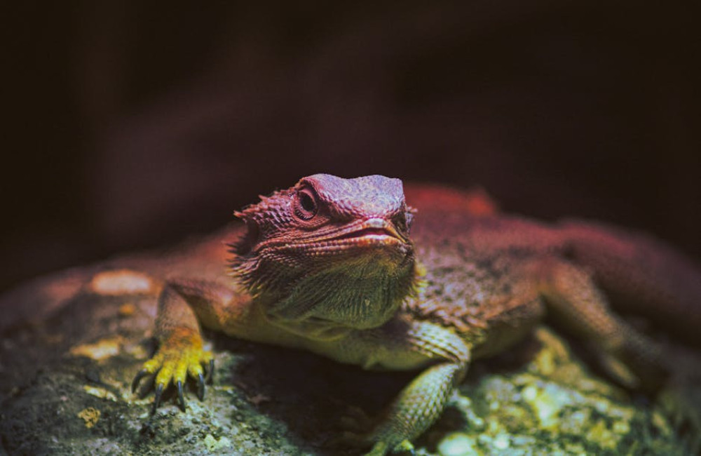 Waarom eet mijn hond poep en wat kan ik ertegen doen