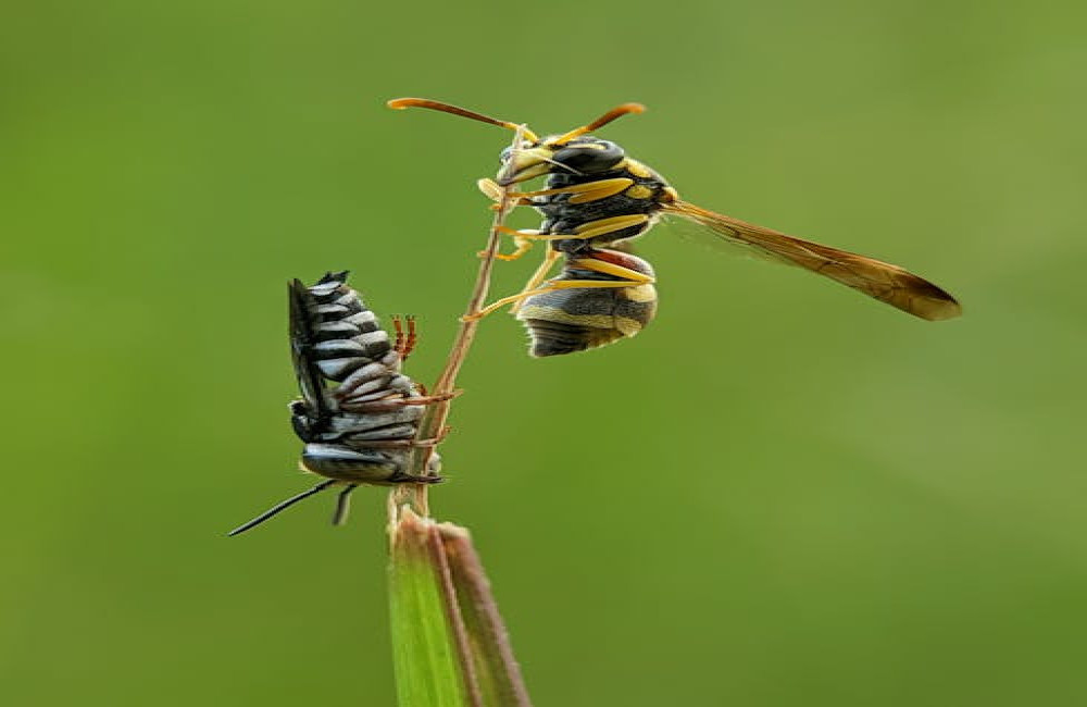 Waarom likt mijn hond aan mijn voeten en is dat wel normaal