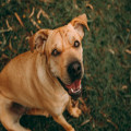 Wat doe je als je hond gestoken wordt door een wesp of bij?
