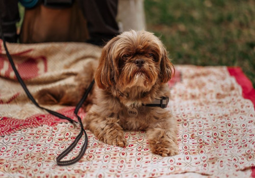 Mogen honden watermeloen eten en hoeveel is veilig op een hete dag?