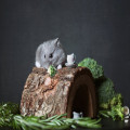 Wat moet je weten voordat je een hamster als huisdier neemt?