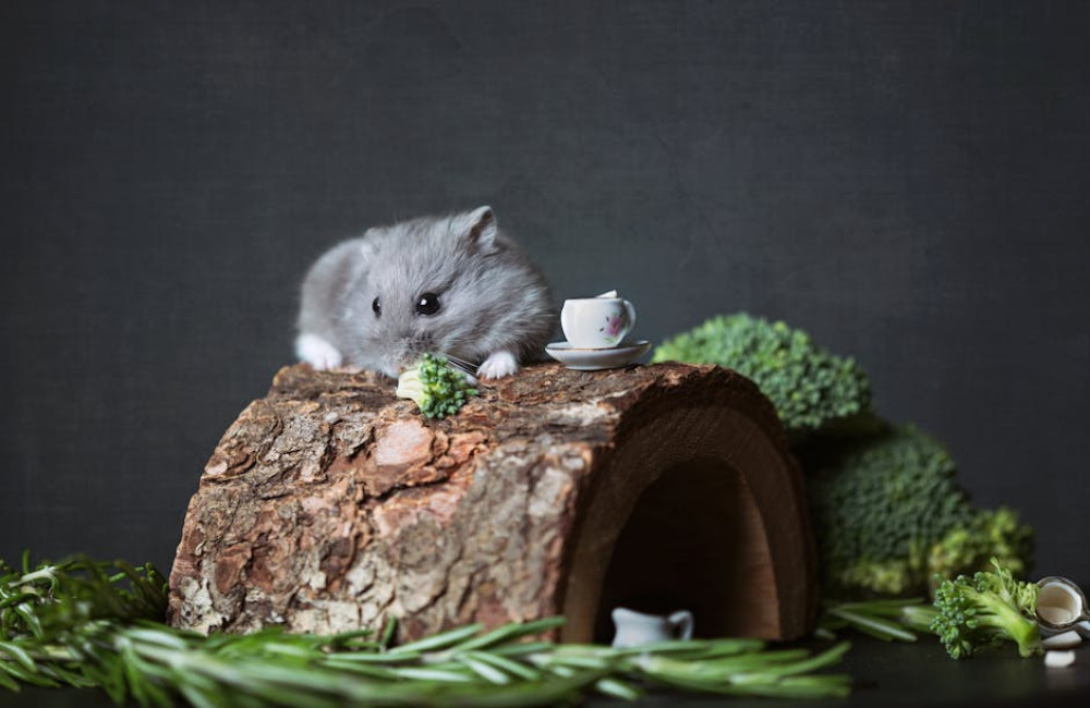 Wat moet je weten voordat je een hamster als huisdier neemt?