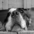 Welk ras is een rustige hond?