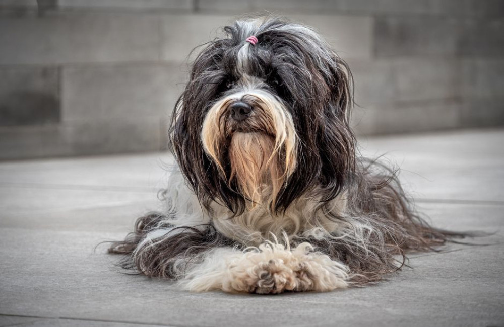 Mag je een hond met een dikke vacht in de zomer scheren om hem koeler te houden?