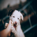 Welke vaccinaties heeft een pup van 8 weken nodig en wat kost de eerste beurt in 2026?