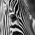 Wat eet een zebra en hoe leeft hij in het wild?