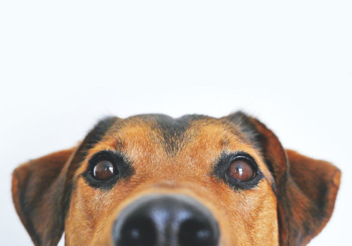 Slotmachines met dieren thema’s? Perfect voor dierenliefhebbers!