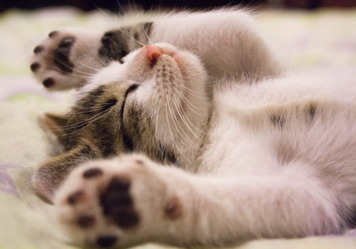 Een kitten adopteren? Dit zijn de voor- en de nadelen!