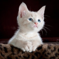 Waarom spinnen katten en wat betekent het als jouw kat veel spint?