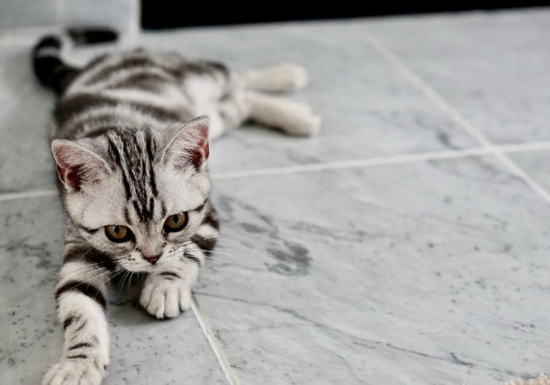 Welke vitamines en voedingsstoffen heeft een kat nodig?