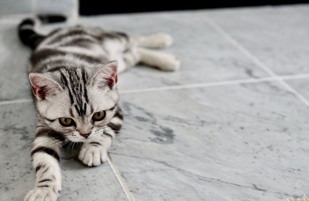 Welke vitamines en voedingsstoffen heeft een kat nodig?