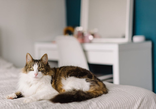 Hoe maak je comfort in je huis voor huisdieren?