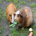 Waarom knort een cavia en wat bedoelt hij daarmee?