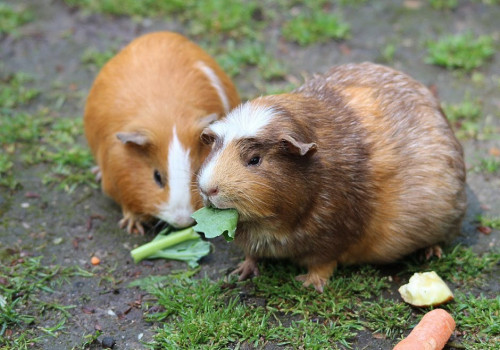 Waarom knort een cavia en wat bedoelt hij daarmee?