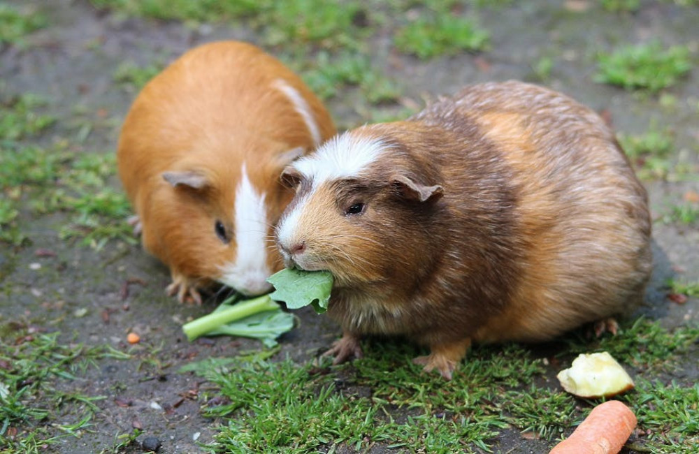 Waarom knort een cavia en wat bedoelt hij daarmee?