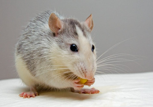 Muis in de keuken, wat moet je doen?