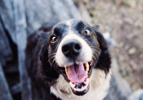 Welke honden komen het meest voor in Nederland?