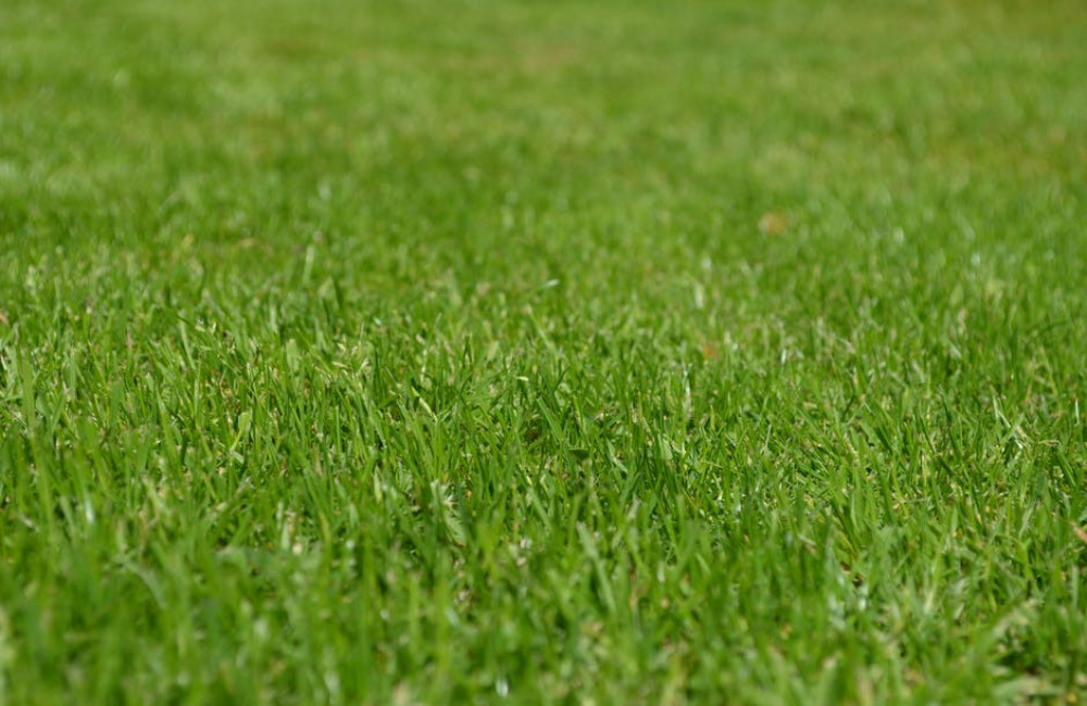 Waarom eten honden gras en is dat schadelijk voor ze?