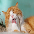 Waarom spinnen katten als je ze aait? Dit is wat het betekent